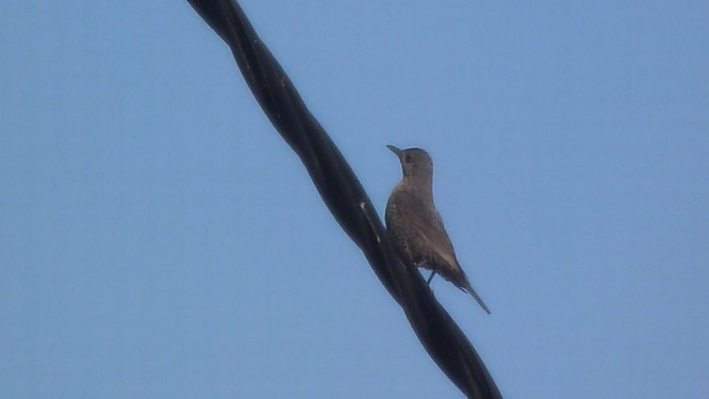 Uccelli isole greche -1^ parte